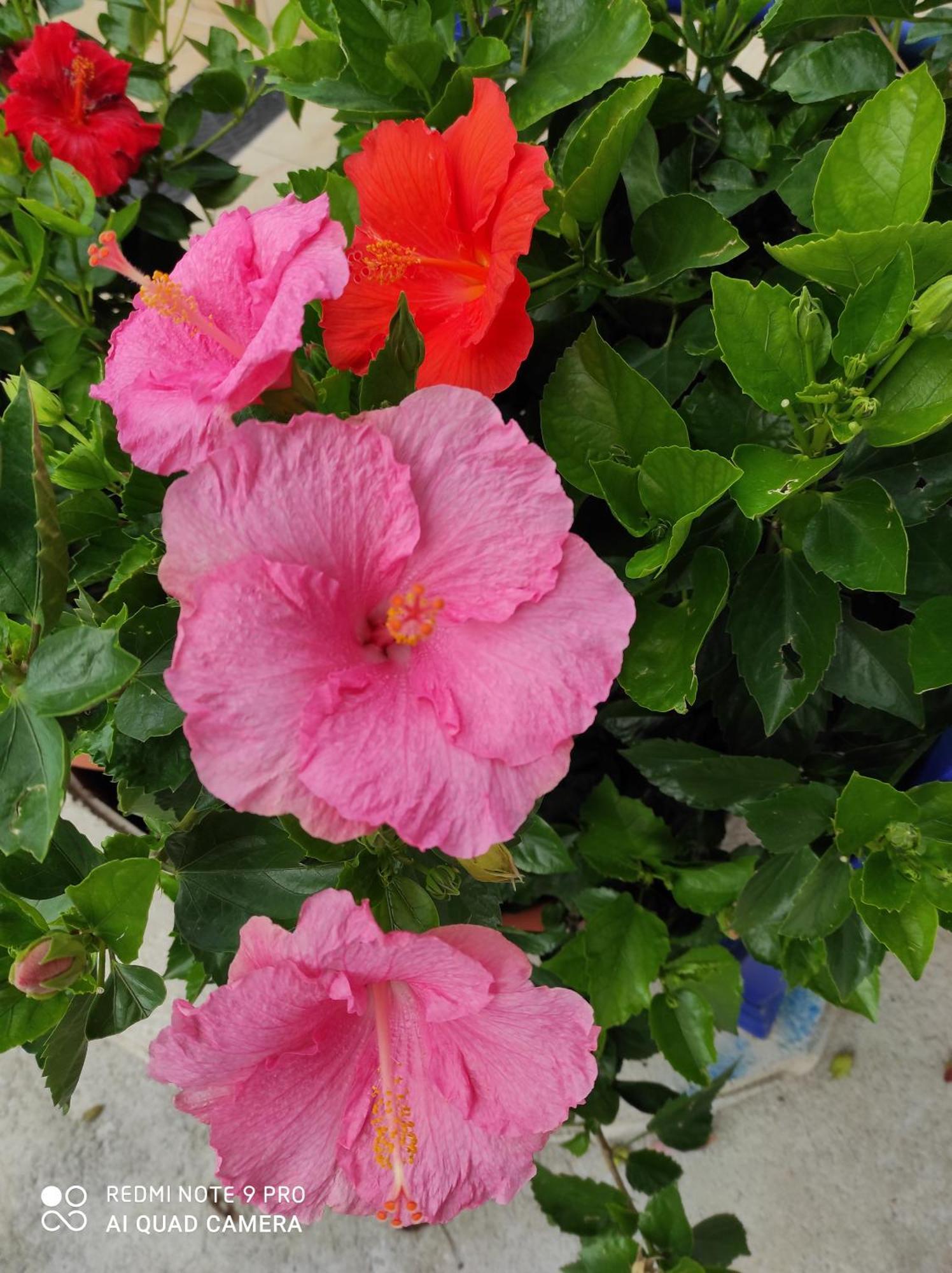 Coccinella Otel Sabaudia Dış mekan fotoğraf