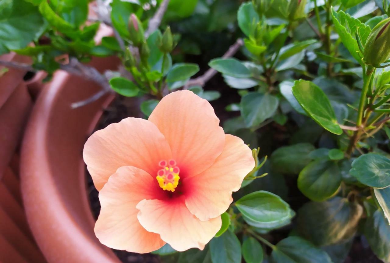 Coccinella Otel Sabaudia Dış mekan fotoğraf